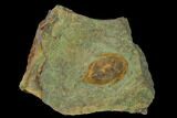 Megistaspis Trilobite With Pos/Neg - Fezouata Formation #138635-1